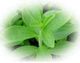 Stevia Steviosid Extrakt Pulver 50g Wien